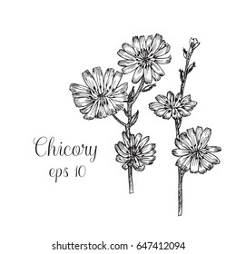Hand drawn chicory