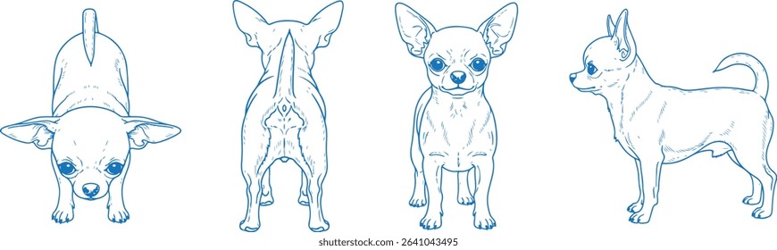 Hand Drawn Chihuahua Vector Illustration Featuring Front, Back, Side and Top Views in Clean Line Art Style for Pet Design, Dog Anatomy Reference, and Breed Identification Graphics

