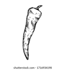 Hand drawn chili pepper. Can be used for brochures, banner, restaurant menu, farmers market and organic food store. Vector illustration