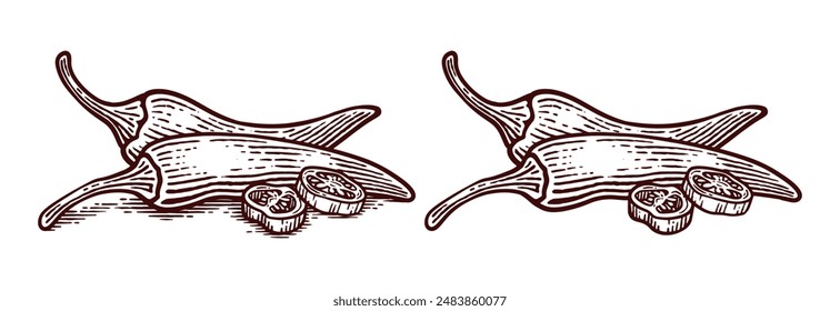 Hand Drawn Chili Pepper, Line Art Engraving Style Vector Illustration