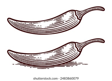 Hand Drawn Chili Pepper, Line Art Engraving Style Vector Illustration