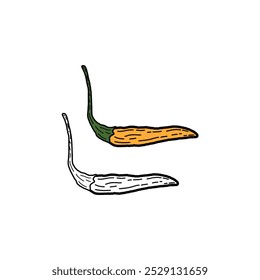 Hand Drawn Chili Pepper, Line Art Engraving Style Vector Illustration, Monochrome and Color Versions