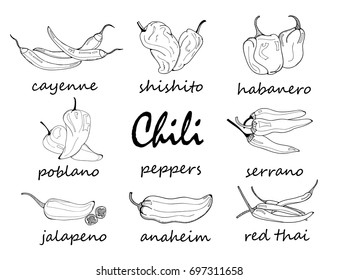 Hand drawn chili peppers. Graphic vector set. All elements are isolated