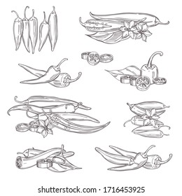 Hand drawn chili peppers on white background. Vector sketch  illustration.