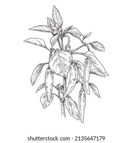 Hand drawn chili peppers on a branch with leaves and flower. Vector illustration isolated on white background.