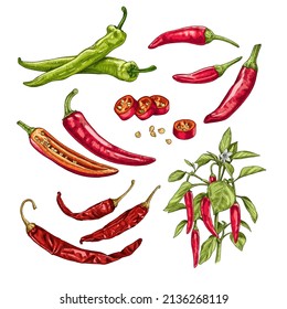 Hand drawn chili peppers. Set sketches with chili peppers on a branch with leaves and flower, whole and cut in half. Vector illustration isolated on white background.