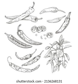 Hand drawn chili peppers  Set sketches and chili peppers branch and leaves   flower  whole   cut in half  Vector illustration isolated white background 