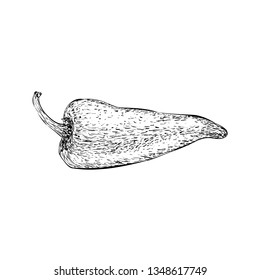 Hand drawn chilli illustration vector 