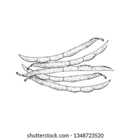 Hand drawn chilli illustration vector 