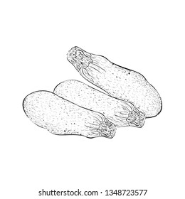 Hand drawn chilli illustration vector 