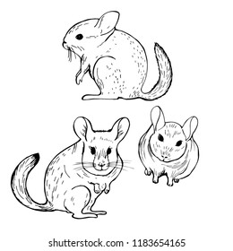 Hand drawn  chinchilla.  Vector sketch  illustration.