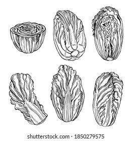 Handgezeichneter chinesischer Kohl. Vektorgrafik-Illustration.