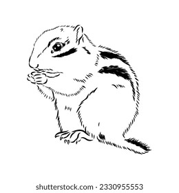 Hand drawn chipmunk. Black and white vector illustration in retro style