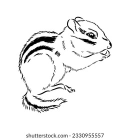 Mano dibujó chipmunk. Ilustración vectorial en blanco y negro en estilo retro