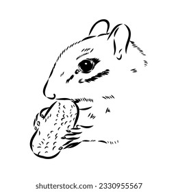 Hand drawn chipmunk. Black and white vector illustration in retro style