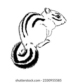 Hand drawn chipmunk. Black and white vector illustration in retro style