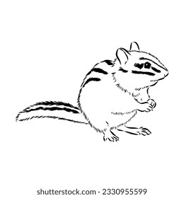 Hand drawn chipmunk. Black and white vector illustration in retro style
