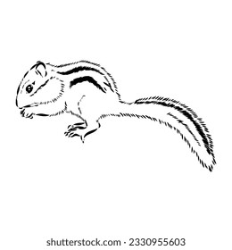 Hand drawn chipmunk. Black and white vector illustration in retro style