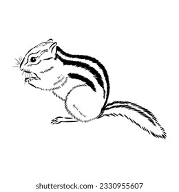 Hand drawn chipmunk. Black and white vector illustration in retro style