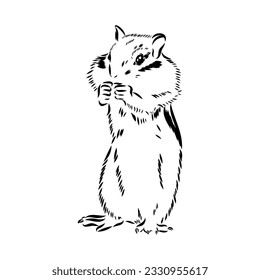 Hand drawn chipmunk. Black and white vector illustration in retro style