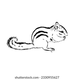 Hand drawn chipmunk. Black and white vector illustration in retro style