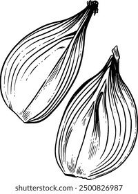 Hand drawn Chopped Onions Sketch Illustration