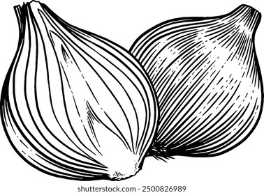 Hand drawn Chopped Onions Sketch Illustration