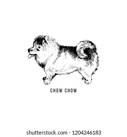 Hand drawn Chow Chow. Vector illustration in retro style