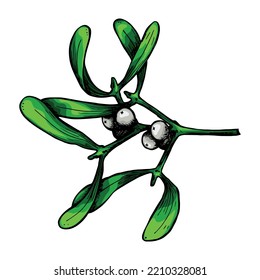 Hand drawn Christmas and New Year clipart. Mistletoe twigs with berries. Holiday illustration