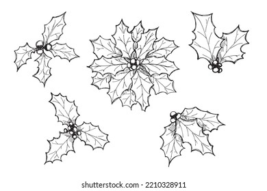 Hand drawn Christmas and New Year holly leaves bunch with berries. Holiday clipart