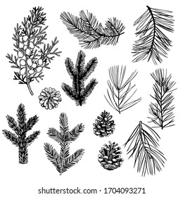 Hand drawn Christmas plants set. Coniferous tree branches. Vector sketch  illustration.