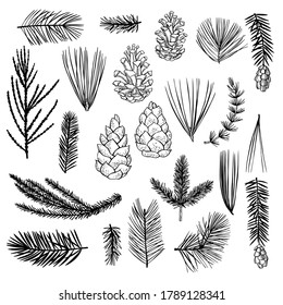 Hand drawn Christmas plants set. Branches and cones of coniferous trees. Vector sketch  illustration.