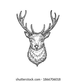 Hand Drawn Christmas Reindeer or Deer Head Vector Illustration. Abstract Animal Face Sketch. Winter Holiday Engraving Style Drawing. Isolated.