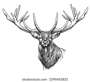 hand drawn Christmas Reindeer vector illustration