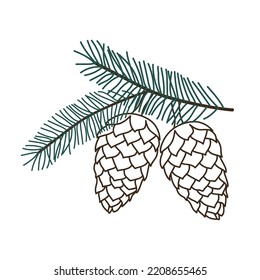 Hand drawn Christmas tree branch with pine cone isolated on white background. Decorative doodle sketch illustration. Vector floral element.