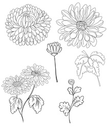 Hand Drawn Chrysanthemum Flower, Doodle Style