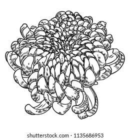 Hand drawn chrysanthemum flower isolated on a white background. Black and white illustration in sketch engraving style. Vector.