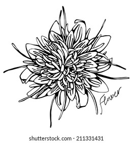 Hand drawn chrysanthemum flower. Vector isolated outlines. Can be used to decorate invitation of the wedding, birthday, Valentine s Day, mother s day, greeting cards, wrapping paper, etc.