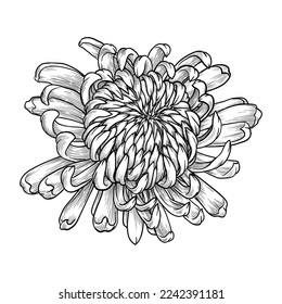 Hand drawn chrysanthemum flower. Vector illustration isolated on white background.