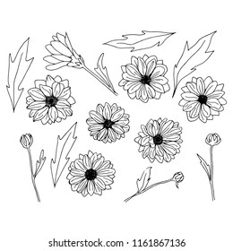 Hand drawn chrysanthemum flowers, branches, leaves isolated on a white background. Chrysanthemum Flower. Decor for design. 