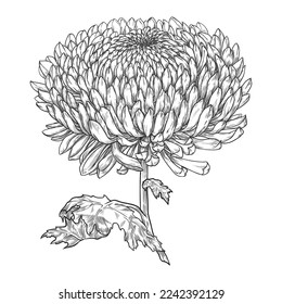 Hand drawn chrysanthemum with leaves. Vector illustration isolated on white background.