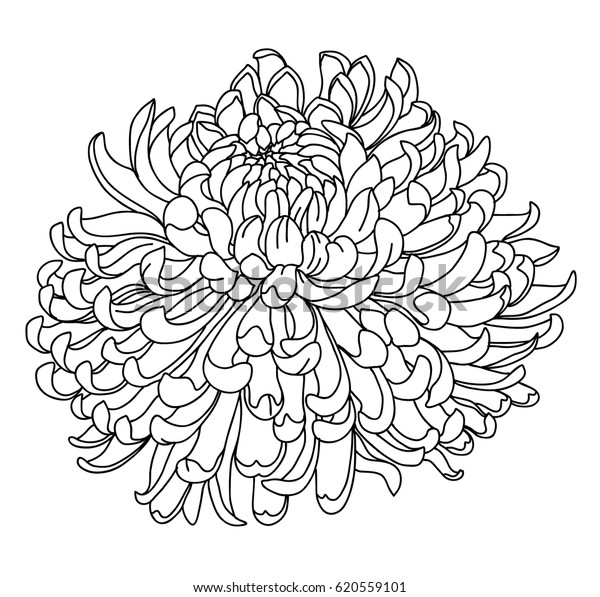 Hand Drawn Chrysanthemum Tattoo Design Stock Vector (Royalty Free