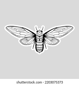 Hand Drawn Cicada Insect. Sketch Vector Of Big Insect.