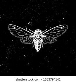 Hand drawn Cicada vector illustration. Mystic entomological design. Vintage high detailed insects drawing on artistic black background. 