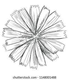Hand drawn Cichorium flower. Vector monochrome illustration isolated on white background.