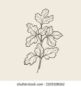 Hand drawn cilantro. Botanical line art illustration