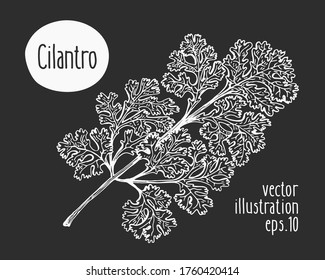 Hand drawn cilantro illustration. Vector herb sketch on chalk board.