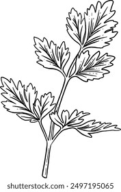 Hand drawn Cilantro Leaves Sketch Illustration