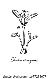 Hand drawn cilantro micro greens. Vector illustration in sketch style isolated on white background
