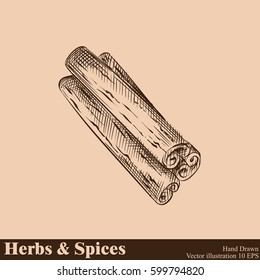 Hand drawn cinnamon. Herbs and Spices in sketch style, vector illustrator.